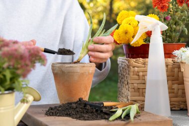 Woman transplanting aloe seedling into pot in garden, closeup clipart