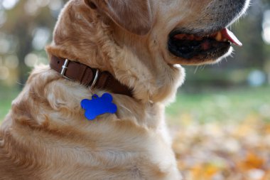 Köpek tasmalı şirin Labrador Retriever dışarıda metal etiketli, yakın plan.