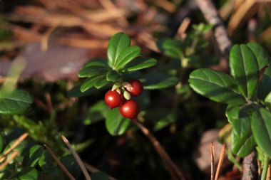 Dışarıda filizlenen lezzetli yaban mersinleri.