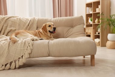 Modern oturma odasının içi. Koltukta şirin Altın Labrador Retriever