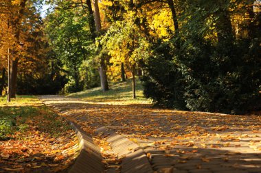 Yol, düşen yapraklar ve ağaçlar güzel bir parkta sonbahar günü