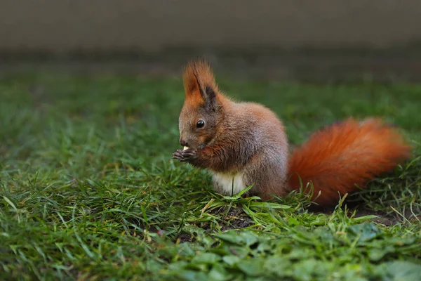Cute squirrel eating on green grass in zoo. Space for text