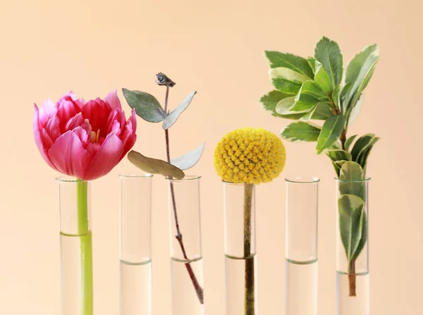 Different plants in test tubes on beige background, closeup