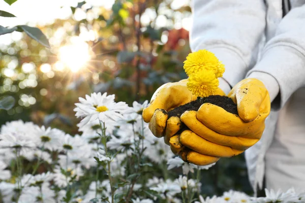 Woman in gardening gloves holding pile of soil with flowers outdoors, closeup. Space for text