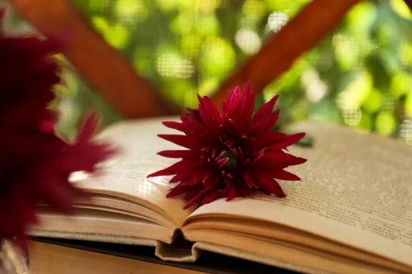 Beautiful pink chrysanthemum flower and books, closeup