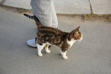 Cute cat rubbing against woman's legs outdoors. Homeless animal clipart