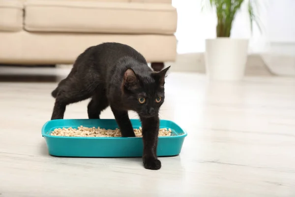 Cute black cat in litter box at home