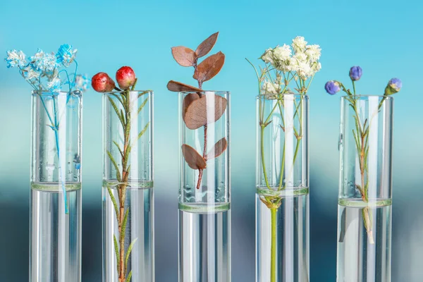 Different plants in test tubes on blurred background, closeup