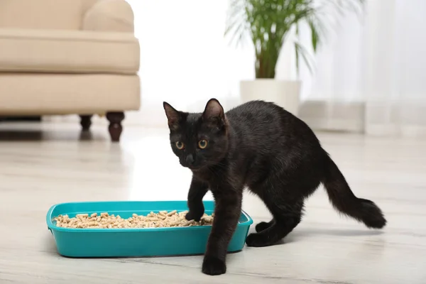 Cute black cat near litter box at home