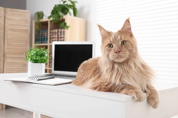 Adorable domestic cat on desk in room. Home office