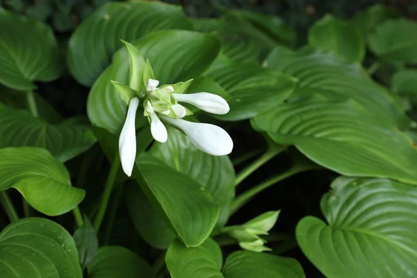 白い花と庭の緑の葉を持つ美しい植物界被子植物 クローズアップ — ストック写真
