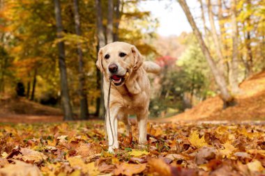 Güneşli sonbahar parkında oyuncak topu olan şirin Labrador Retriever köpeği.