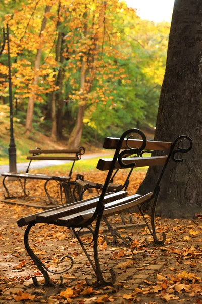 Wooden benches and fallen leaves in park on autumn day
