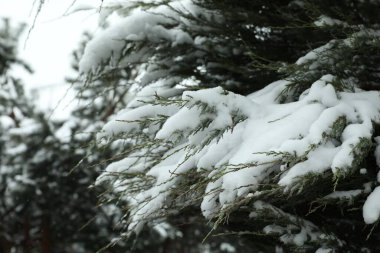 Kışın karla kaplı fidan ağacı