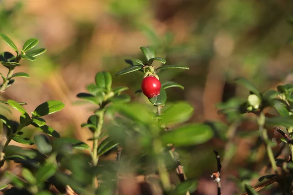 Tasty ripe lingonberry growing on sprig outdoors