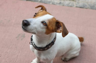Açık havada siyah deri köpek tasmalı güzel Jack Russell Terrier.