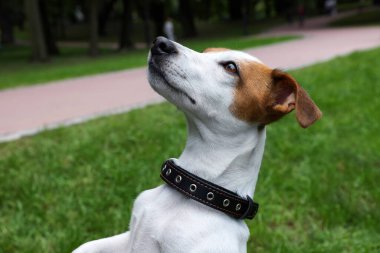 Açık havada siyah deri köpek tasmalı güzel Jack Russell Terrier.