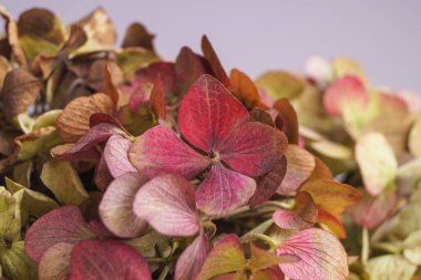 Açık arkaplanda güzel hortensiya çiçekleri, yakın plan