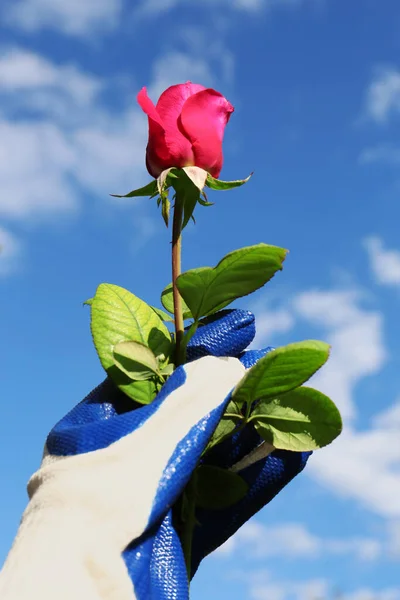 Woman in gardening glove holding rose against blue sky with clouds, closeup