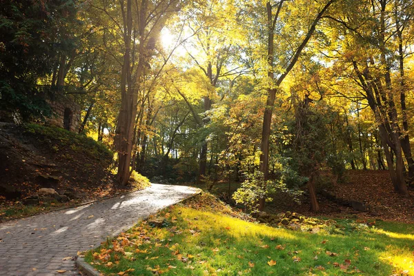 秋の日には美しい公園の小道や倒木 — ストック写真