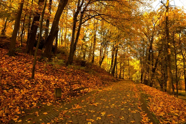 公園内の美しい黄色の木々や舗装された通路 — ストック写真