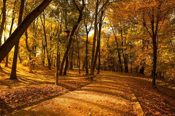 晴れた日には公園に美しい黄色の木々や落ち葉 — ストック写真