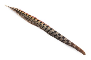 Güzel kahverengi kuş tüyü beyazda izole edilmiş.