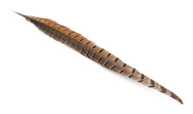 Güzel kahverengi kuş tüyü beyazda izole edilmiş.