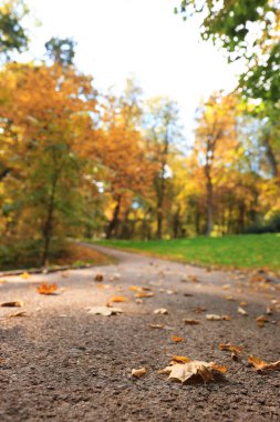 Yol, düşen yapraklar ve ağaçlar güzel bir parkta sonbahar günü