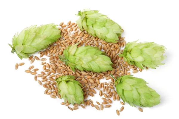 Fresh Green Hops Wheat Grains White Background Top View — Stock Photo, Image