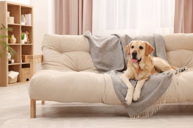 Modern oturma odasının içi. Koltukta şirin Altın Labrador Retriever