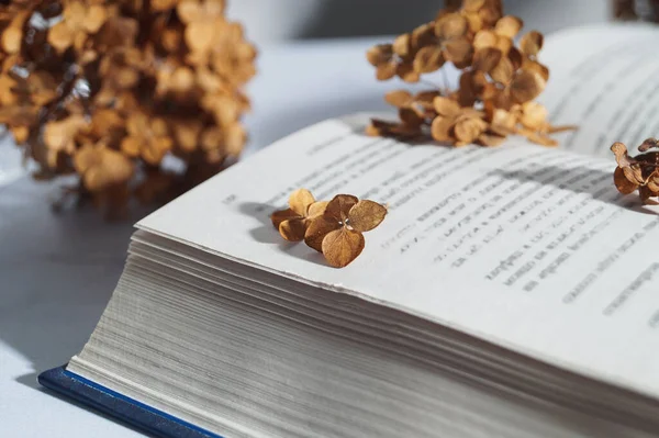 Dried hortensia flowers and book on white table, closeup