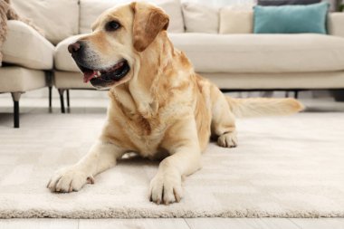 Oturma odasındaki şirin Labrador Retriever.