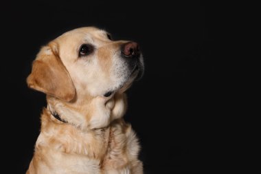 Cute Labrador Retriever in dog collar on black background. Space for text