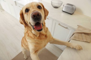 Cute and playful Labrador Retriever in stylish kitchen, closeup