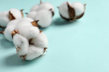 Beautiful cotton fluffy flowers on turquoise background, closeup. Space for text