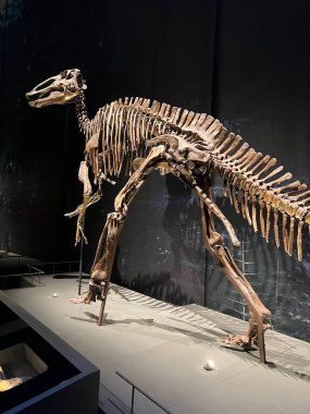 Leiden, Hollanda - 18 Haziran 2022: Naturalis Biyolojik Çeşitlilik Merkezi 'ndeki Edmontosaurus' un yaşam boyu iskeleti