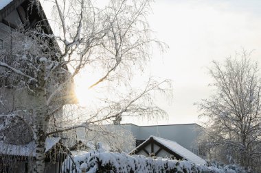 Sunbeam shining through tree branch near house in winter morning