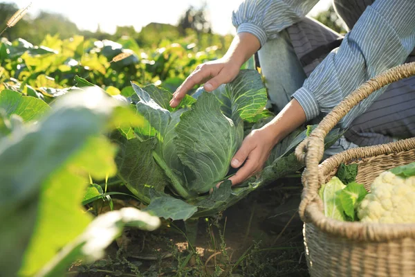 stock image Woman harvesting fresh ripe cabbages on farm, closeup