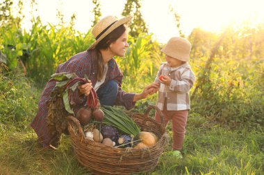 Anne ve kızı çiftlikte farklı taze sebzeler topluyor.