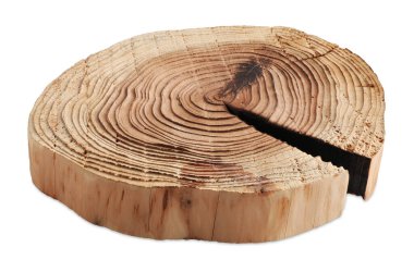 Dekoratif olarak çatlamış ağaç gövdesi beyazın üzerinde izole halde duruyor.