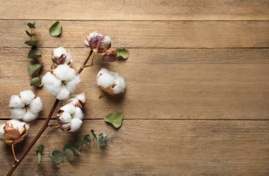 Kabarık çiçekli kuru pamuk dalı ve ahşap masa üzerinde yapraklar, düz uzanmış. Metin için boşluk