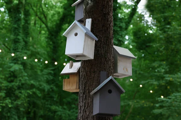 Belas Casas Pássaros Madeira Penduradas Tronco Árvore Floresta — Fotografia de Stock