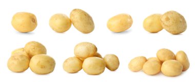 Collage with fresh raw potatoes on white background