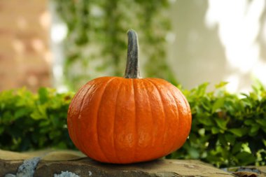 Whole ripe pumpkin on stone curb outdoors