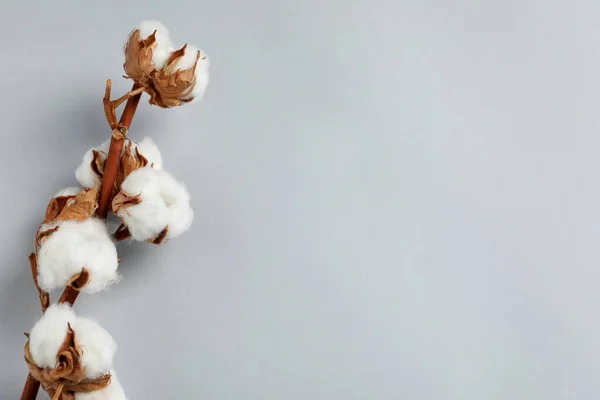 Dried Cotton Branch Fluffy Flowers Light Grey Background Top View — Zdjęcie stockowe