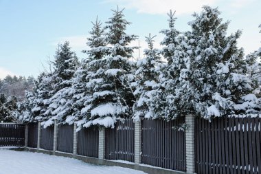 Coniferous trees covered with snow in winter morning