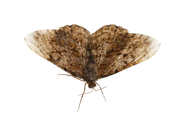 Single Alcis Repandata Moth Isolated White — Stock Photo, Image