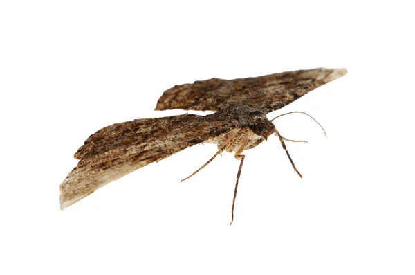 Single Alcis Repandata Moth Flying White Background — Stock Photo, Image