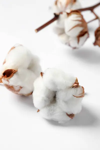 Beautiful Cotton Fluffy Flowers White Background Closeup — Zdjęcie stockowe